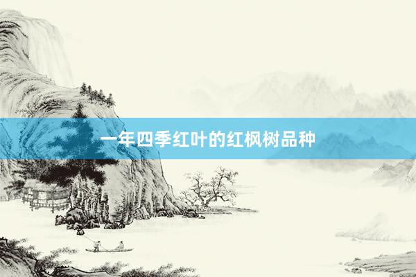 一年四季红叶的红枫树品种